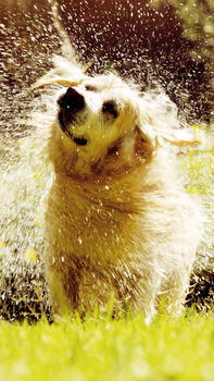 Hund, der sich Wasser aus dem Fell schüttelt, Gartenumgebung.